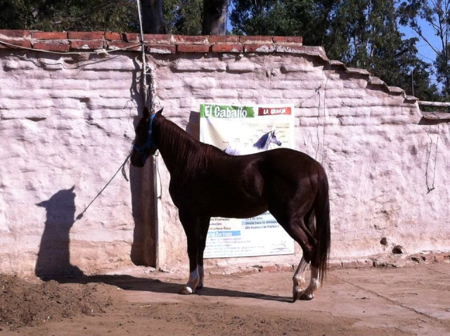  Reiten 